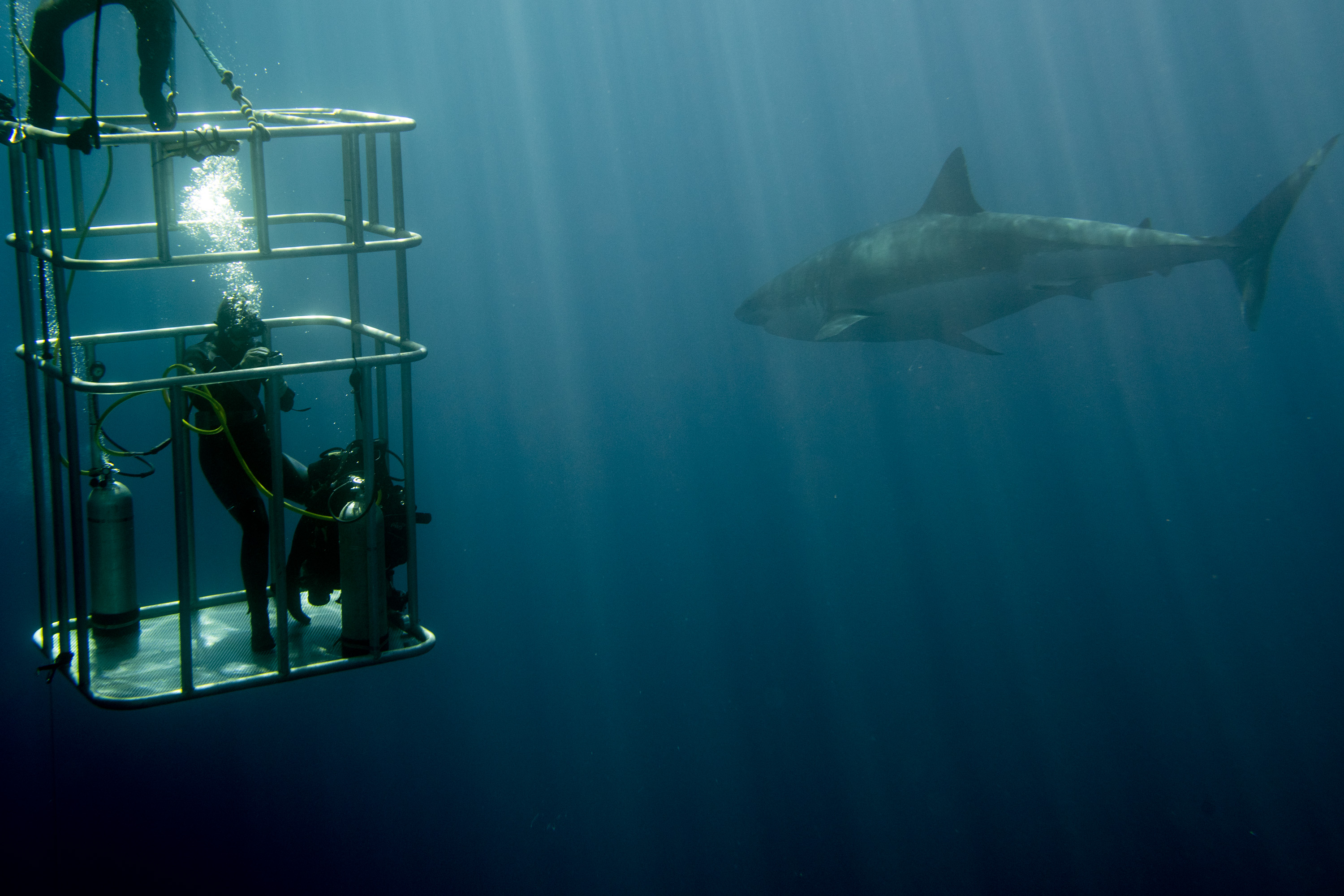 Image of person in an aluminum shark cage as a shark swims by